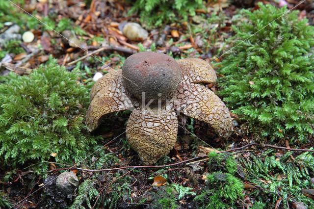 Weerhuisje (Astraeus hygrometricus)