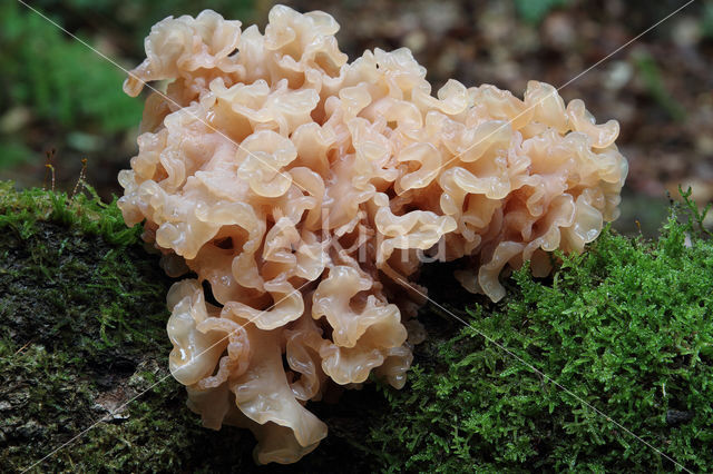 Tremella foliacea