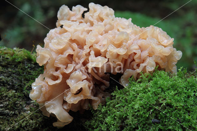 Tremella foliacea