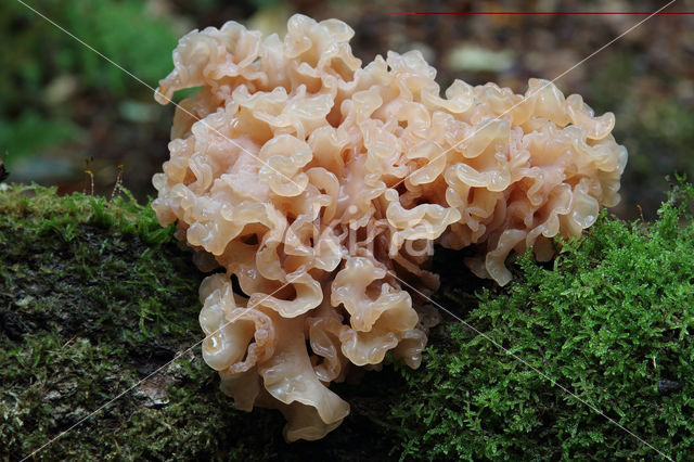 Bruine trilzwam (Tremella foliacea)