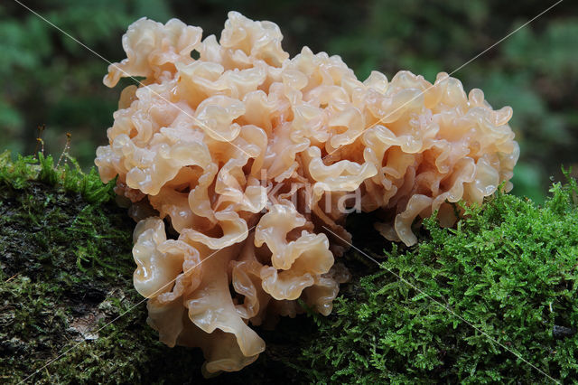 Bruine trilzwam (Tremella foliacea)