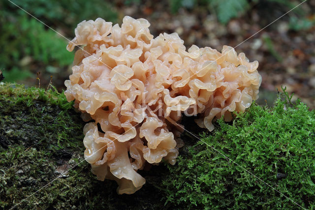 Tremella foliacea