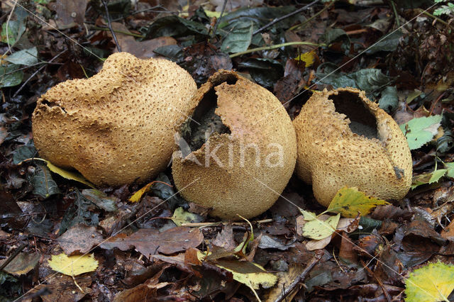 Common Earthball (Scleroderma citrinum)