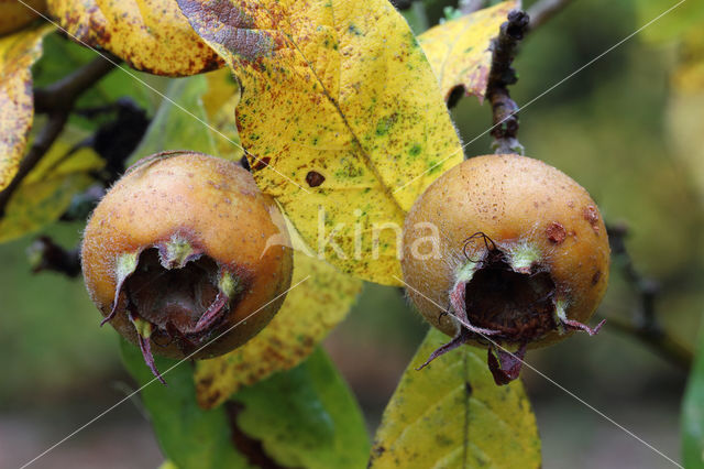 Medlar (Mespilus germanica)