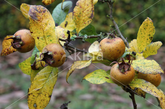 Mispel (Mespilus germanica)