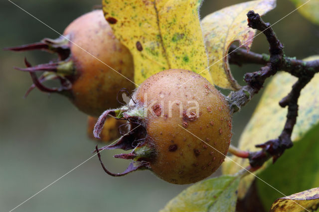Medlar (Mespilus germanica)