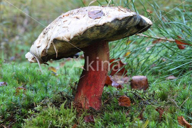 Pronksteelboleet (Boletus calopus)