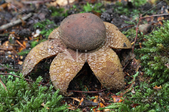 Weerhuisje (Astraeus hygrometricus)