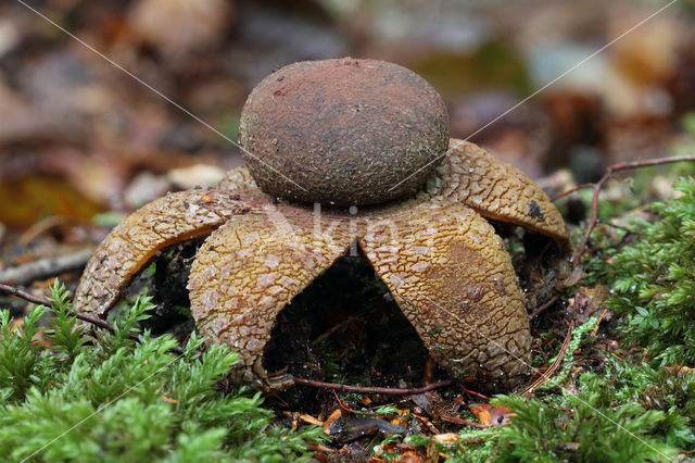 Weerhuisje (Astraeus hygrometricus)