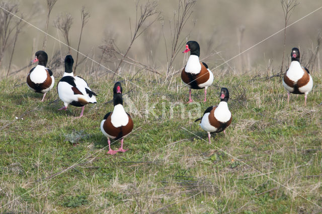 Bergeend (Tadorna tadorna)