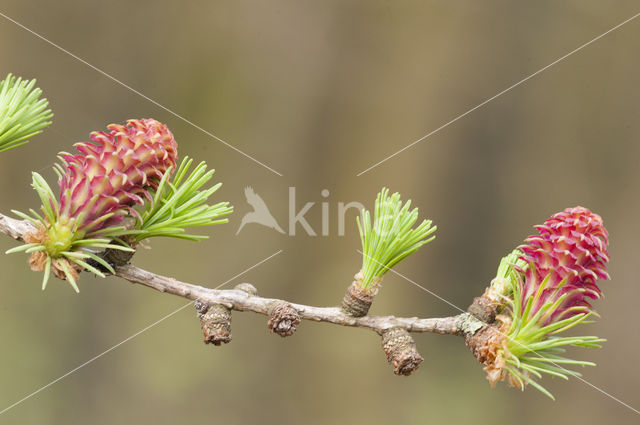 Larch (Larix)