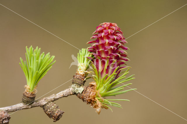 Larch (Larix)