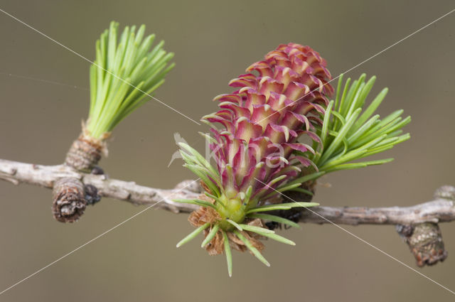 Larch (Larix)