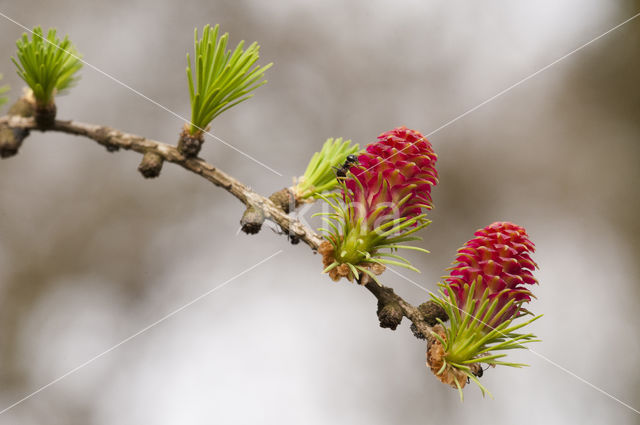 Larch (Larix)