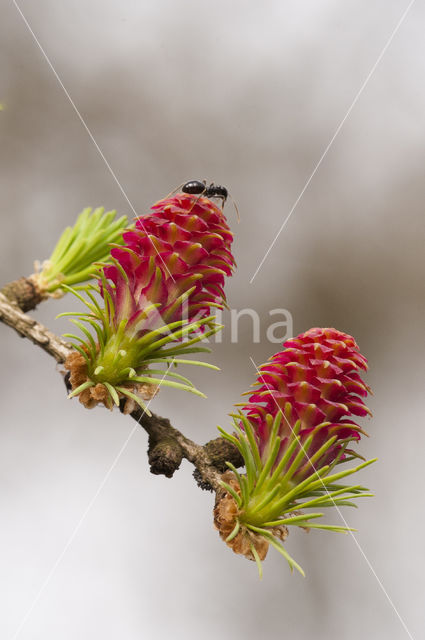 Larch (Larix)