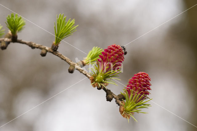 Larch (Larix)