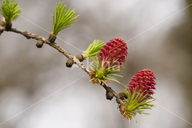 Larch (Larix)