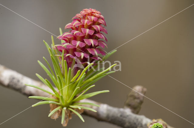 Larch (Larix)