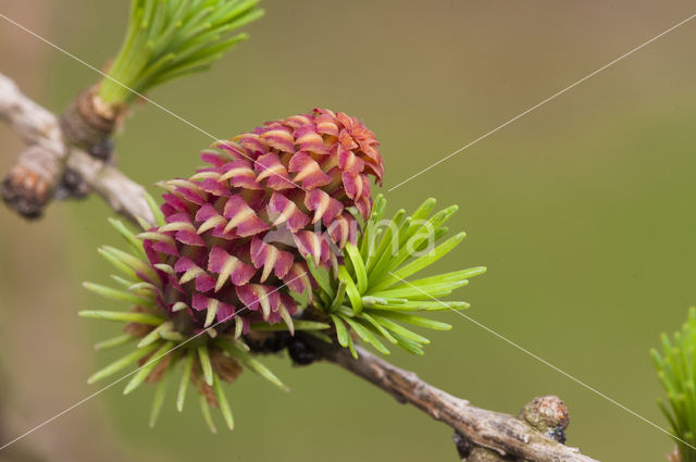 Larch (Larix)