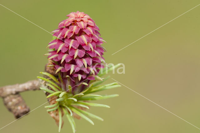 Larch (Larix)