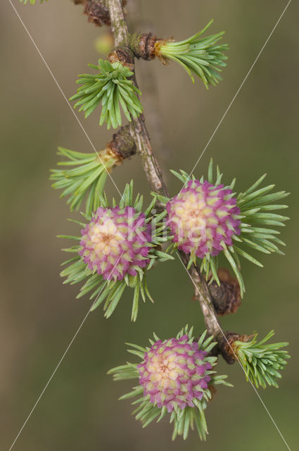 Larch (Larix)