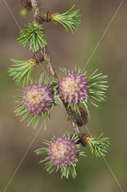 Larch (Larix)