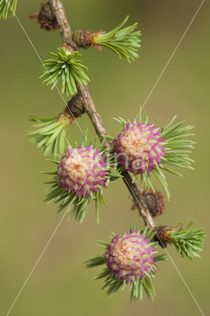 Larch (Larix)