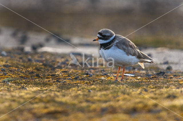 Bontbekplevier (Charadrius hiaticula)