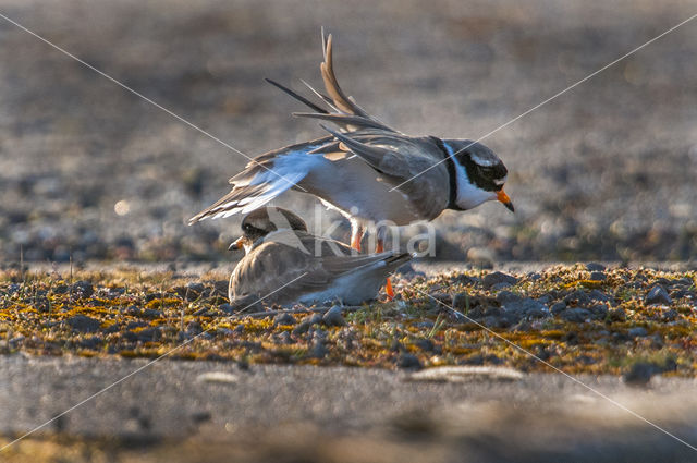 Bontbekplevier (Charadrius hiaticula)