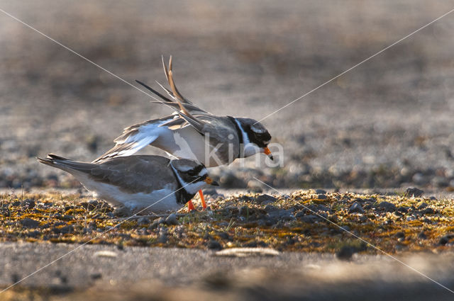 Bontbekplevier (Charadrius hiaticula)