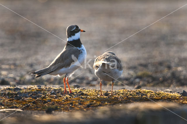 Bontbekplevier (Charadrius hiaticula)