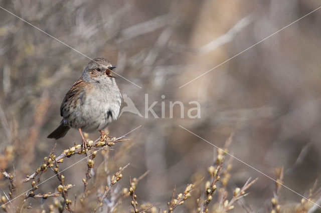 Heggemus (Prunella modularis)