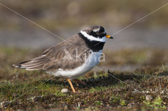 Bontbekplevier (Charadrius hiaticula)