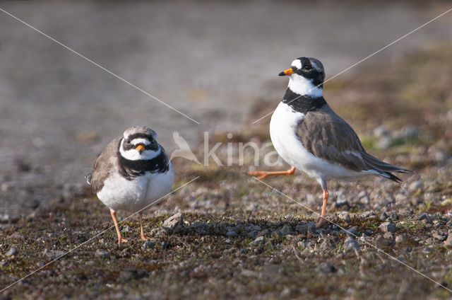 Bontbekplevier (Charadrius hiaticula)