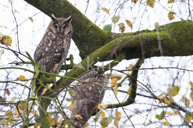 Long-eared Owl (Asio otus)