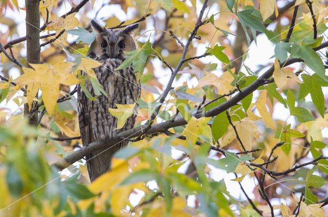 Ransuil (Asio otus)