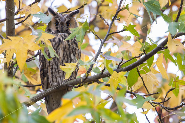 Ransuil (Asio otus)