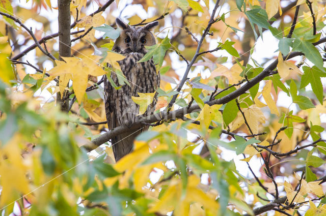 Ransuil (Asio otus)