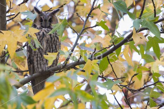 Long-eared Owl (Asio otus)