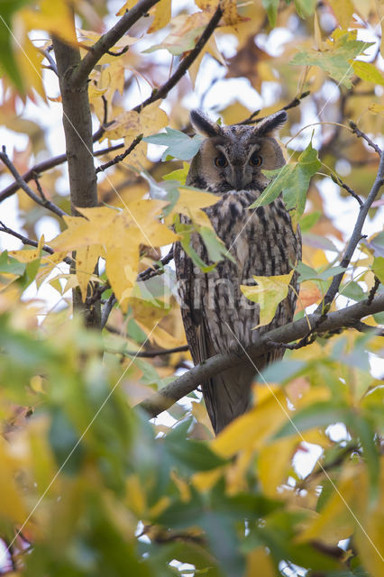 Ransuil (Asio otus)