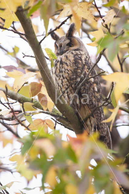 Long-eared Owl (Asio otus)