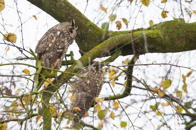 Ransuil (Asio otus)