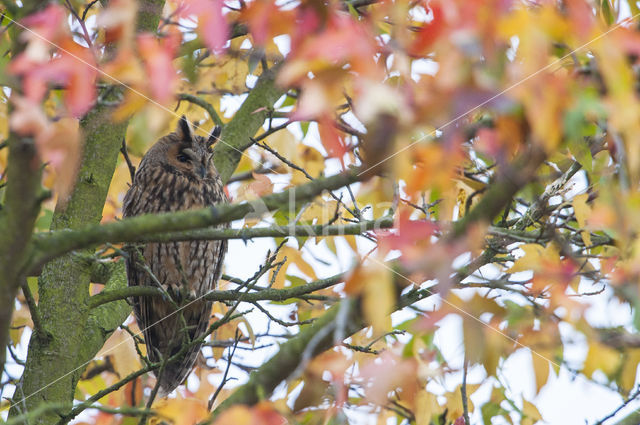 Ransuil (Asio otus)