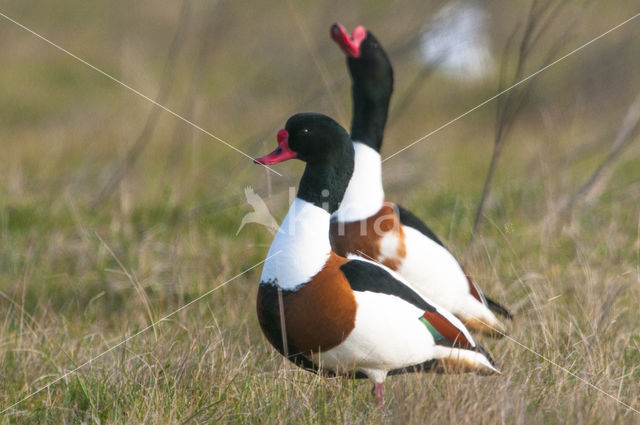 Bergeend (Tadorna tadorna)