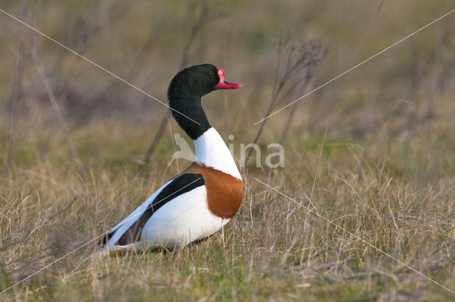 Bergeend (Tadorna tadorna)