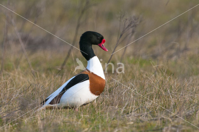 Bergeend (Tadorna tadorna)