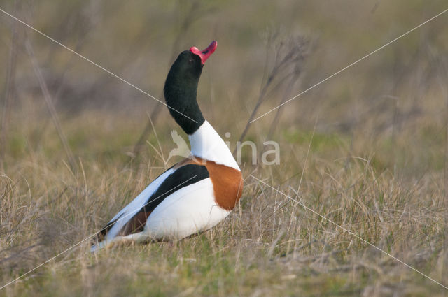 Bergeend (Tadorna tadorna)