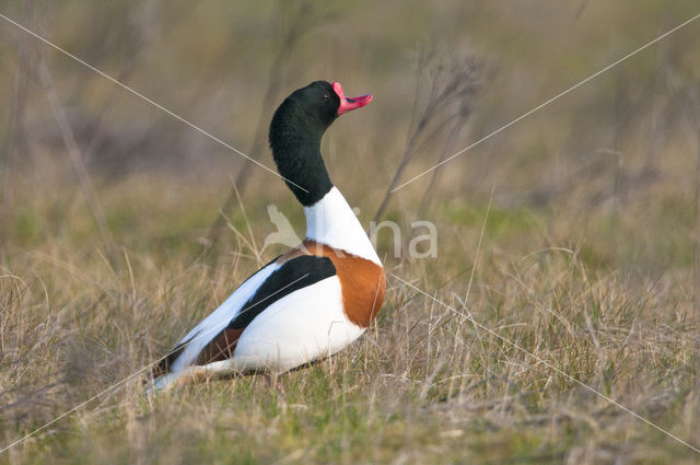 Shelduck (Tadorna tadorna)