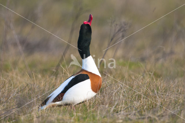 Bergeend (Tadorna tadorna)