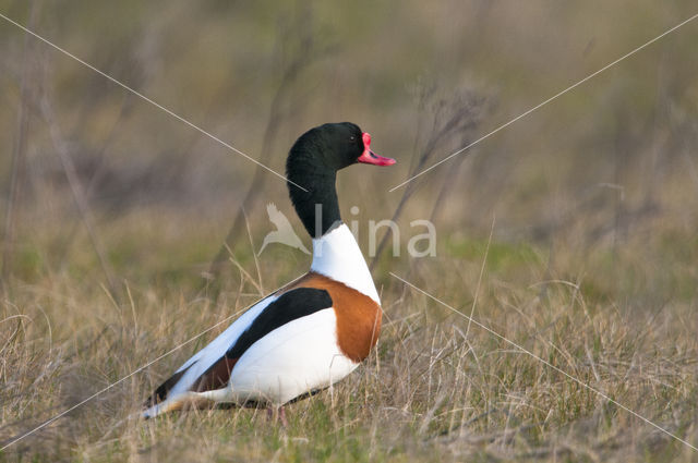 Bergeend (Tadorna tadorna)